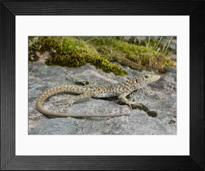 Framed Print : Bedriaga's Rock Lizard - sardo-corsican endemic - Corsica - France Framed Print : Bedriaga's Rock Lizard - sardo-corsican endemic - Corsica - France