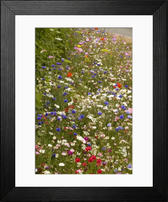 Framed Print : Mass of planted annuals, including cornflowers, poppies etc on roadside verge, Nr. Calais Framed Print : Mass of planted annuals, including cornflowers, poppies etc on roadside verge, Nr. Calais