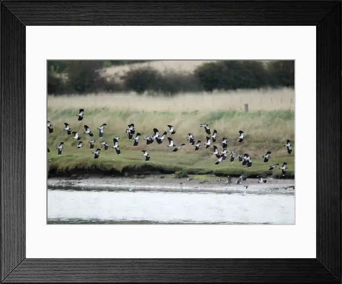 Framed Print : Lapwing - flock in flight along river estuary - autumn - Northumberland - England Framed Print : Lapwing - flock in flight along river estuary - autumn - Northumberland - England