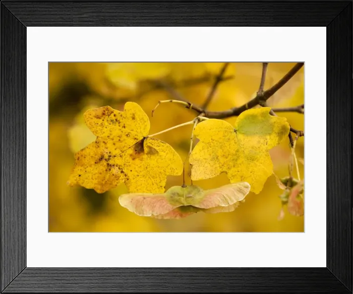 Framed Print : Fruits of field maple in autumn Framed Print : Fruits of field maple in autumn