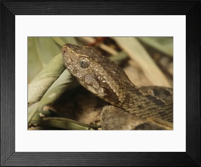 Framed Print : Fer de Lance Snake - South America Framed Print : Fer de Lance Snake - South America