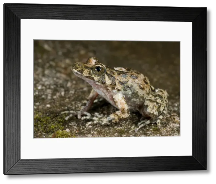 Framed Print : Corsican Painted Frog - male - Endemic of the Corsica Island - France Framed Print : Corsican Painted Frog - male - Endemic of the Corsica Island - France
