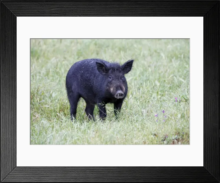 Framed Print : Iberian Pig - on meadow, region of Alentejo, Portugal Framed Print : Iberian Pig - on meadow, region of Alentejo, Portugal