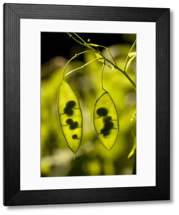 Framed Print : Seed pods of Perennial honesty (Lunaria rediviva). Germany Framed Print : Seed pods of Perennial honesty (Lunaria rediviva). Germany