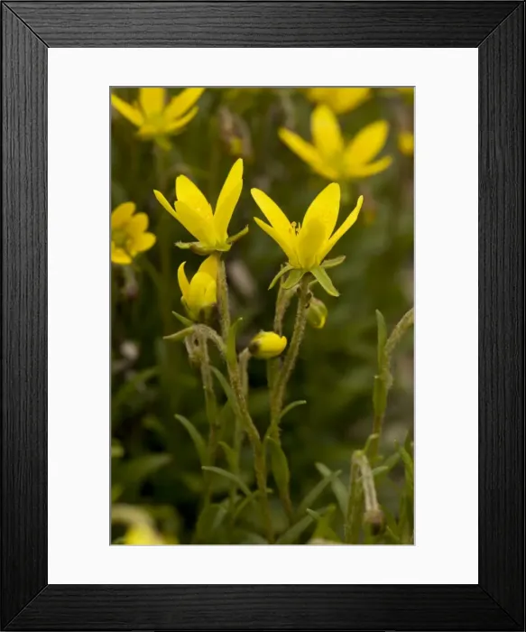 Framed Print : Marsh saxifrage (Saxifraga hirculus). Beautiful but rare saxifrage. Also sometimes grown in gardens. Very rare in UK Framed Print : Marsh saxifrage (Saxifraga hirculus). Beautiful but rare saxifrage. Also sometimes grown in gardens. Very rare in UK