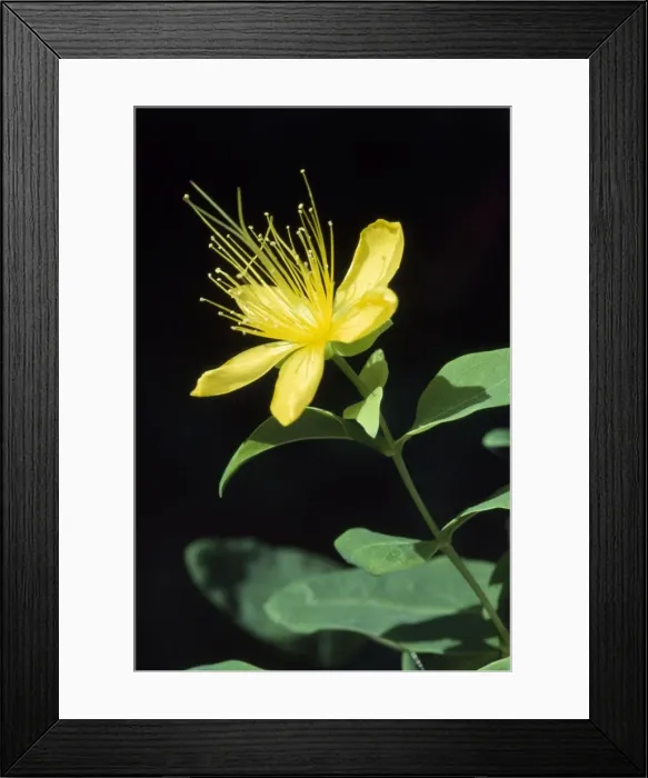 Framed Print : Common St John's Wort Framed Print : Common St John's Wort