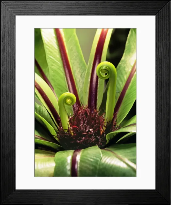 Framed Print : Birds Nest Fern PPG 1145 Asplenium nidus © Pascal Goetgheluck / ARDEA LONDON Framed Print : Birds Nest Fern PPG 1145 Asplenium nidus © Pascal Goetgheluck / ARDEA LONDON