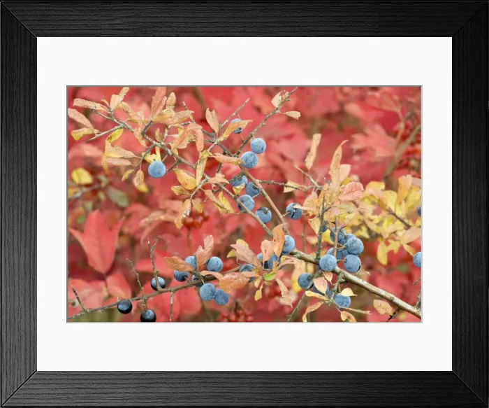 Framed Print : Sloes, with the foliage of guelder rose beyond; autumn colour Framed Print : Sloes, with the foliage of guelder rose beyond; autumn colour