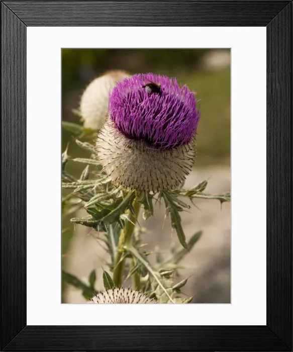 Framed Print : Woolly thistle (Cirsium eriophorum). Limestone grassland, Dorset Framed Print : Woolly thistle (Cirsium eriophorum). Limestone grassland, Dorset