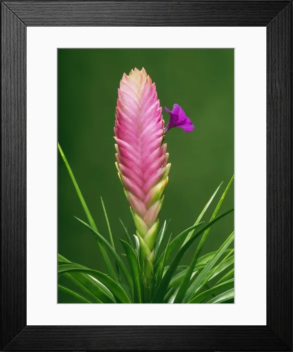 Framed Print : Bromeliad Plant Framed Print : Bromeliad Plant
