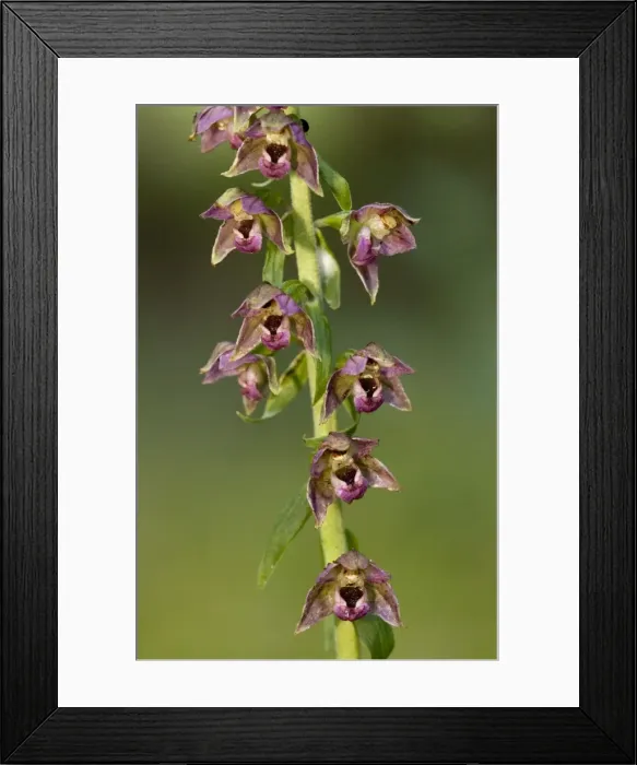 Framed Print : Dark red helleborine (Epipactis atrorubens). Cumbria Framed Print : Dark red helleborine (Epipactis atrorubens). Cumbria