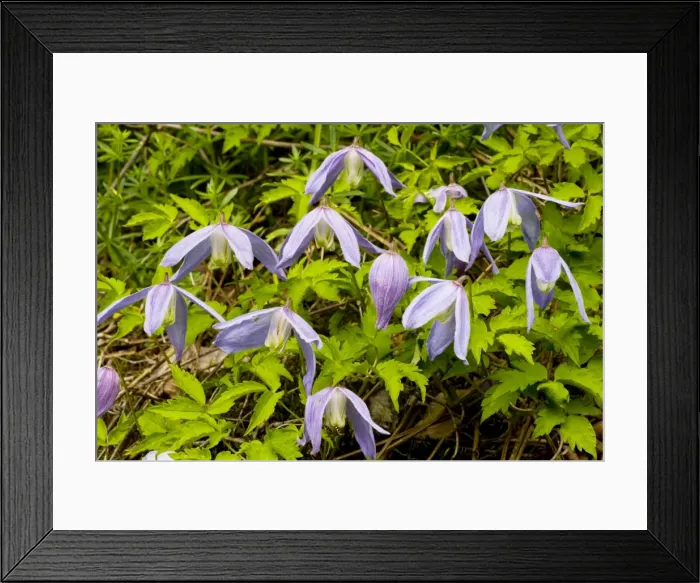 Framed Print : Alpine clematis (Clematis alpina) in flower, montane woodland, Slovenia Framed Print : Alpine clematis (Clematis alpina) in flower, montane woodland, Slovenia
