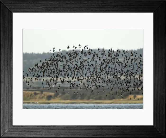 Framed Print : Knot - flock in flight along coastline - Lindisfarne Natural Nature Reserve - autumn - Northumberland - England Framed Print : Knot - flock in flight along coastline - Lindisfarne Natural Nature Reserve - autumn - Northumberland - England
