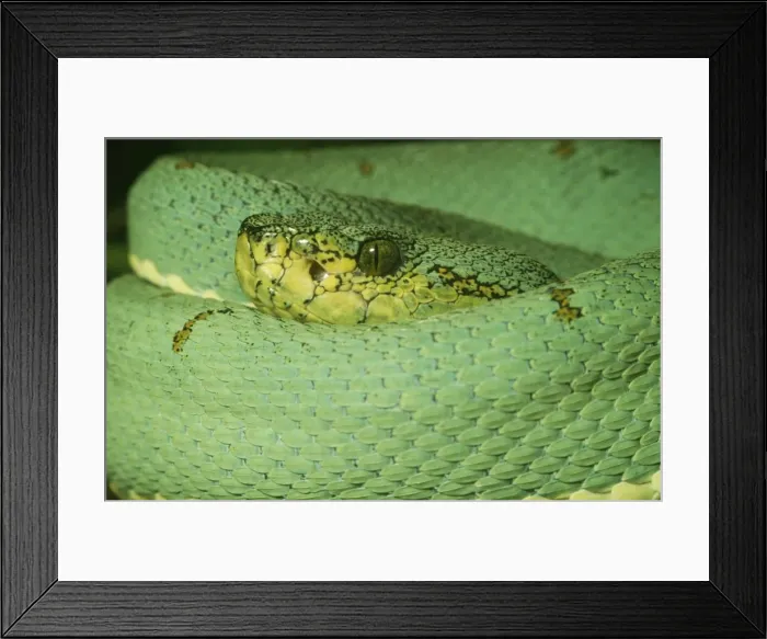 Framed Print : Two Lined Tree Viper - Amazon - South America Framed Print : Two Lined Tree Viper - Amazon - South America
