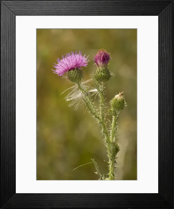 Framed Print : Welted thistle (Carduus acanthoides). Norfolk Framed Print : Welted thistle (Carduus acanthoides). Norfolk