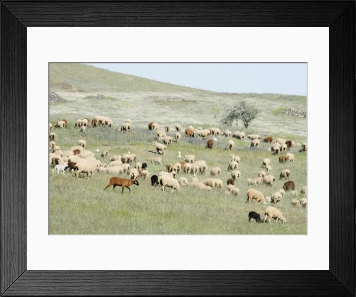 Framed Print : Merino Sheep - flock grazing in NP Herdade de Sao Marcos Great Bustard Reserve, beside Castro Verde, Alentejo, Portugal Framed Print : Merino Sheep - flock grazing in NP Herdade de Sao Marcos Great Bustard Reserve, beside Castro Verde, Alentejo, Portugal