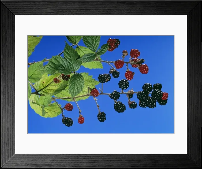 Framed Print : Blackberries / Bramble PPG 1055 Rubus fruticosus © Pascal Goetgheluck / ARDEA LONDON Framed Print : Blackberries / Bramble PPG 1055 Rubus fruticosus © Pascal Goetgheluck / ARDEA LONDON