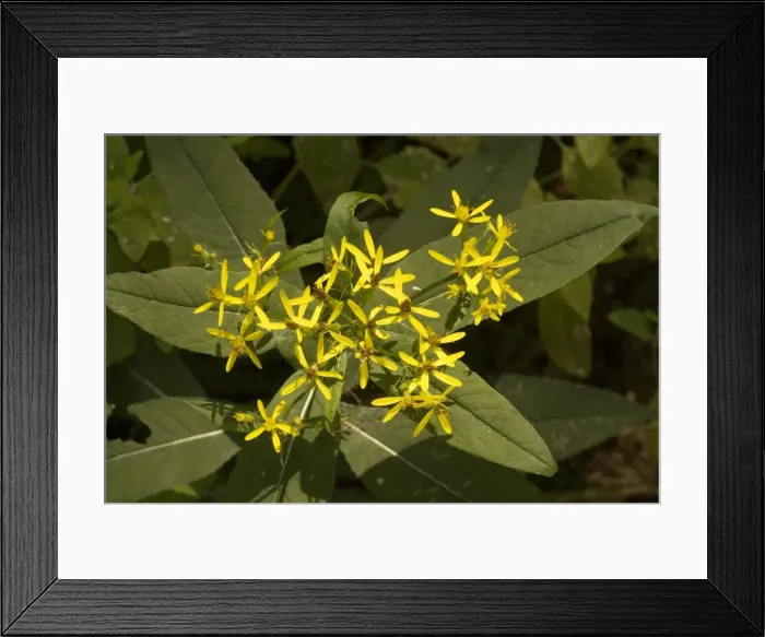 Framed Print : A woodland ragwort (Senecio fuchsii), Germany Framed Print : A woodland ragwort (Senecio fuchsii), Germany