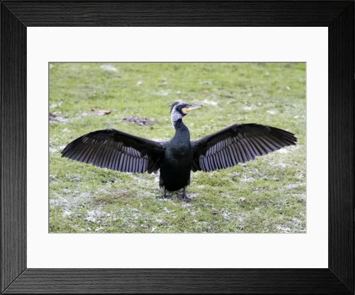 Framed Print : Cormorant - in breeding plumage stretching and drying its wings - Lower Saxony - Germany Framed Print : Cormorant - in breeding plumage stretching and drying its wings - Lower Saxony - Germany