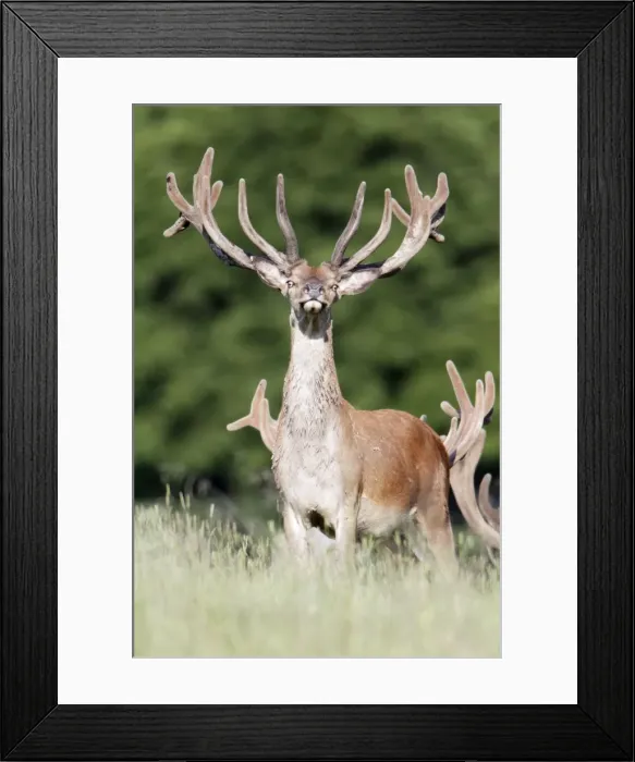 Framed Print : Red Deer - stag with velvet on antlers - Lower Saxony - Germany Framed Print : Red Deer - stag with velvet on antlers - Lower Saxony - Germany