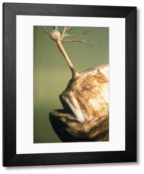 Framed Print : Humpback Deep Sea Anglerfish - with extended lure Framed Print : Humpback Deep Sea Anglerfish - with extended lure