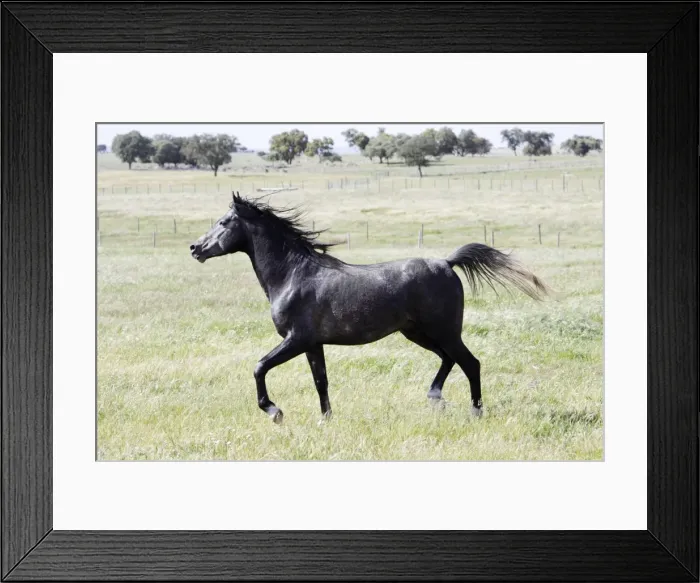 Framed Print : Arabic Horse - stallion, prancing across a meadow, region of Alentejo, Portugal Framed Print : Arabic Horse - stallion, prancing across a meadow, region of Alentejo, Portugal