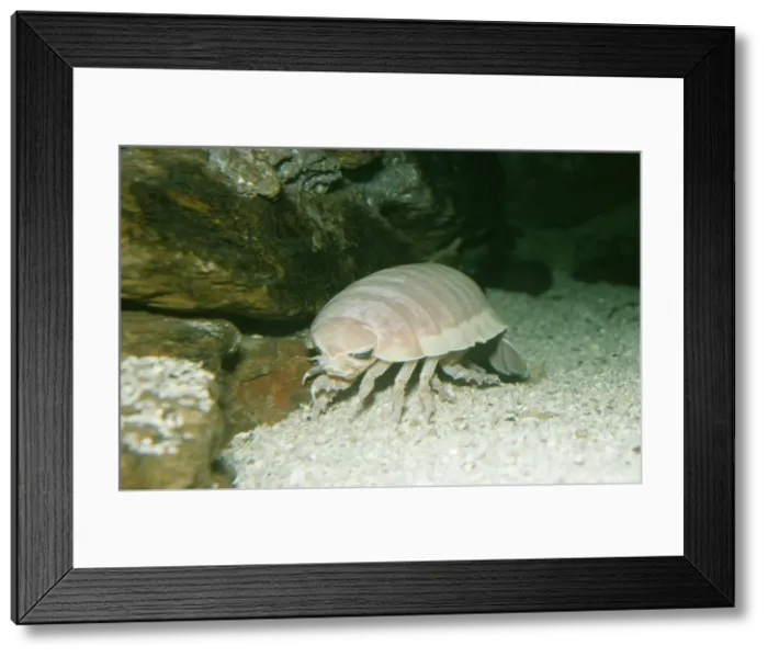 Framed Print : Giant deep sea Isopod - Indian Ocean
