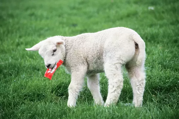 Texel Sheep - lamb playing with chocolate wrapping paper, Island of Texel, Holland