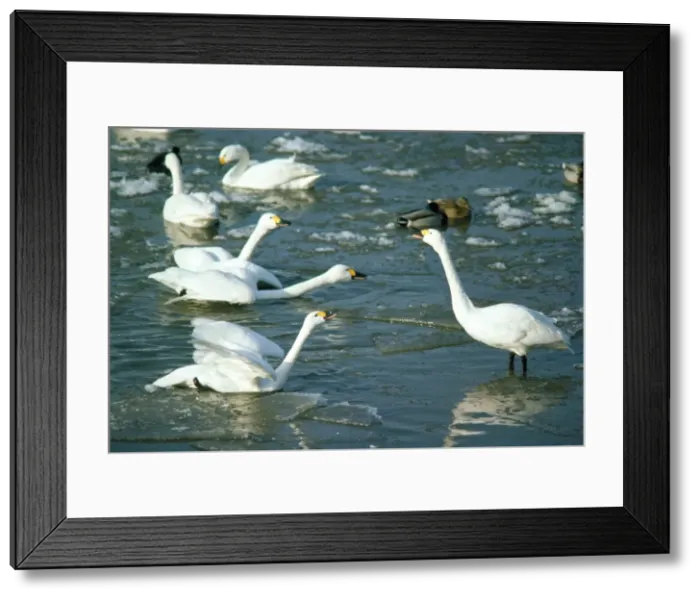 Framed Print : Bewick's Swan - display Framed Print : Bewick's Swan - display