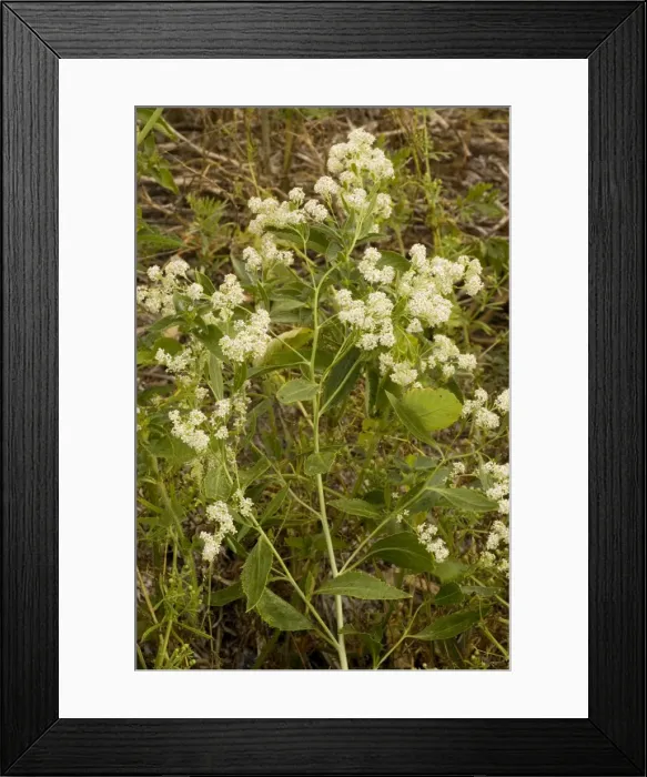 Framed Print : Dittander (Lepidium latifolium), uncommon coastal plant in UK Framed Print : Dittander (Lepidium latifolium), uncommon coastal plant in UK