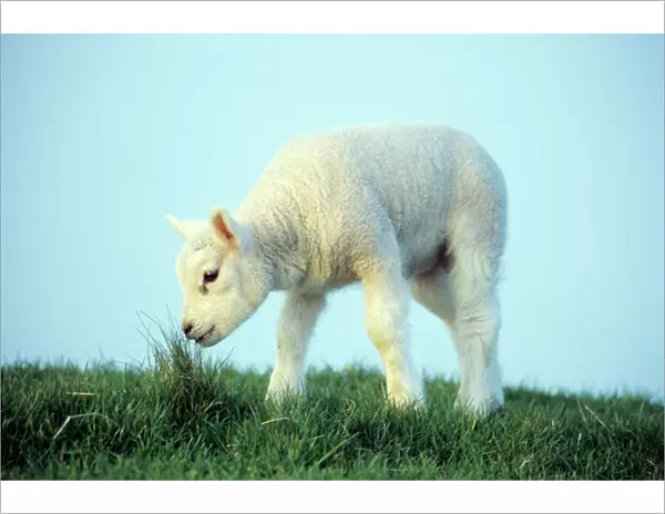 Texel Sheep - lamb grazing, Island of Texel, Holland
