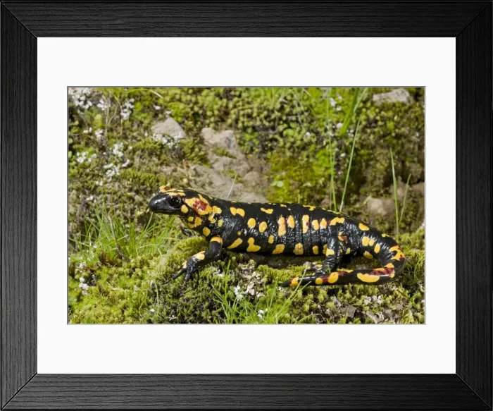 Framed Print : Fire Salamander - Sierra Morena - Spain - Europe Framed Print : Fire Salamander - Sierra Morena - Spain - Europe