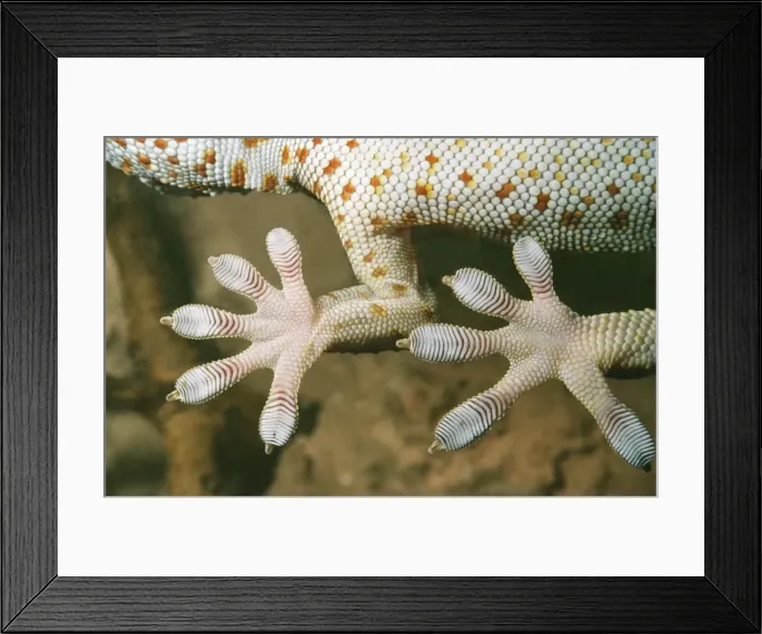 Framed Print : Tokay Gekko - underside of feet Framed Print : Tokay Gekko - underside of feet