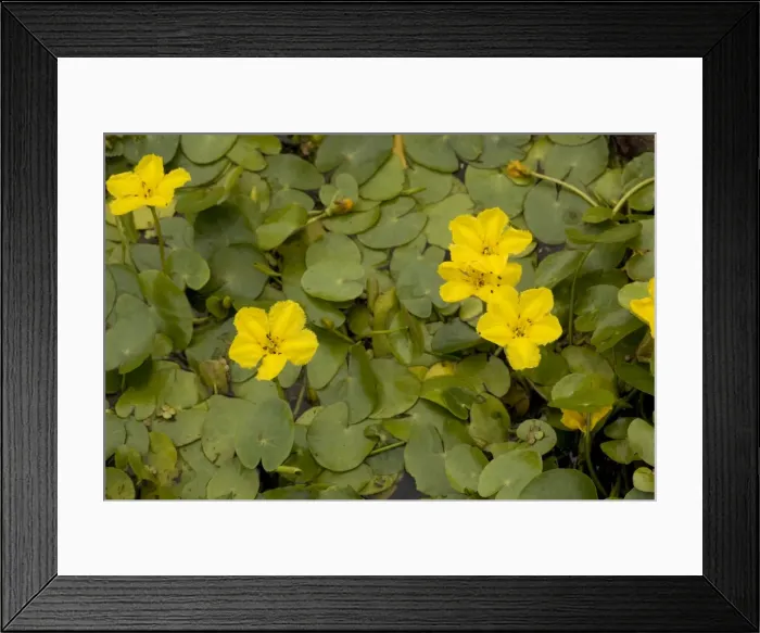 Framed Print : Fringed water lily (Nymphoides peltata), Dorset Framed Print : Fringed water lily (Nymphoides peltata), Dorset