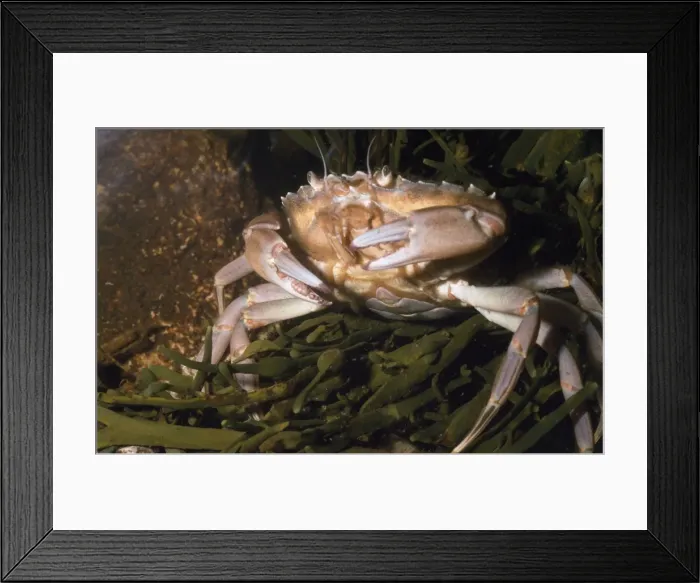 Framed Print : European Green / Shore Crab - UK Framed Print : European Green / Shore Crab - UK