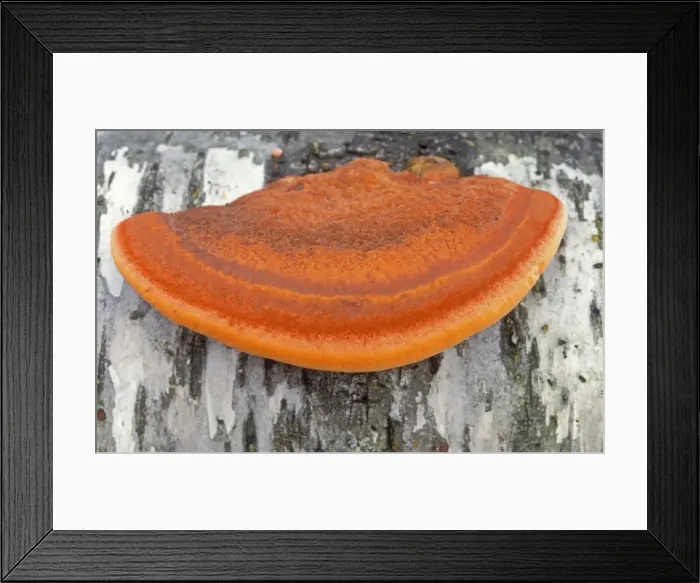 Framed Print : Cinnabar Bracket Fungi - On Birch - Overijssel - The Netherlands Framed Print : Cinnabar Bracket Fungi - On Birch - Overijssel - The Netherlands