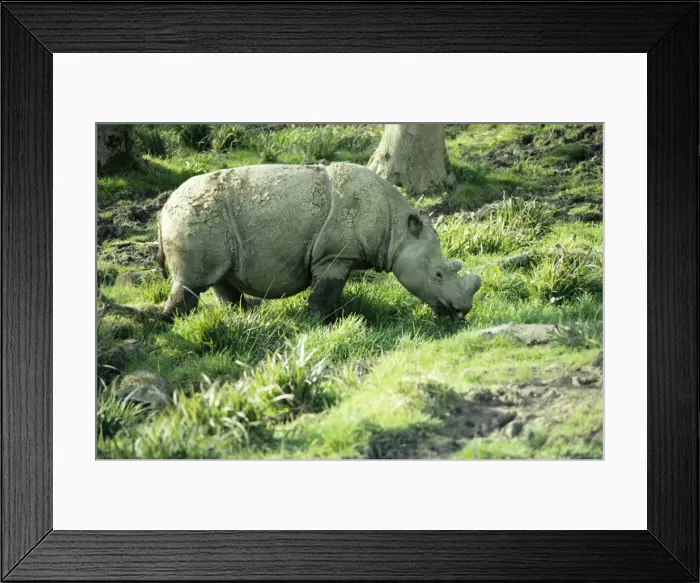 Framed Print : Sumatran Rhino - grazing Framed Print : Sumatran Rhino - grazing