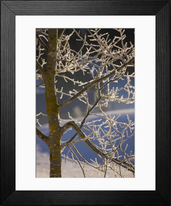 Framed Print : Wild aspen (Populus tremula) covered with hoar frost, midwinter in the Jura Mountains. East France