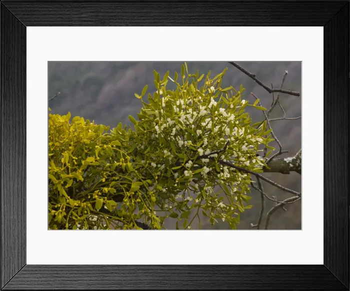 Framed Print : Mistletoe (Viscum album); parasitic plant on trees. With berries. France Framed Print : Mistletoe (Viscum album); parasitic plant on trees. With berries. France