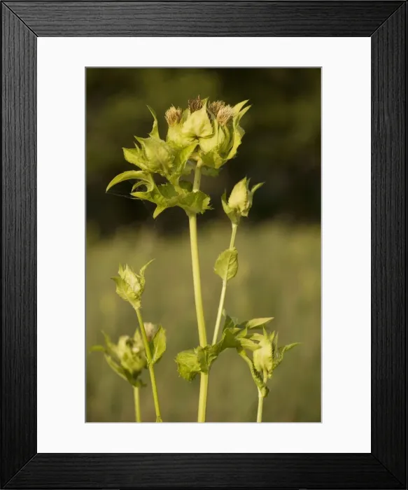 Framed Print : Cabbage thistle (Cirsium oleraceum). Throughout Europe except UK Framed Print : Cabbage thistle (Cirsium oleraceum). Throughout Europe except UK