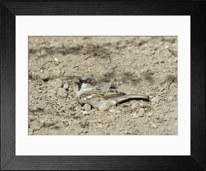 Framed Print : House Sparrow - male taking dust bath - Lower Saxony - Germany Framed Print : House Sparrow - male taking dust bath - Lower Saxony - Germany