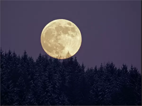Full Moon - rising above forest in winter, Bramwald, Lower Saxony, Germany