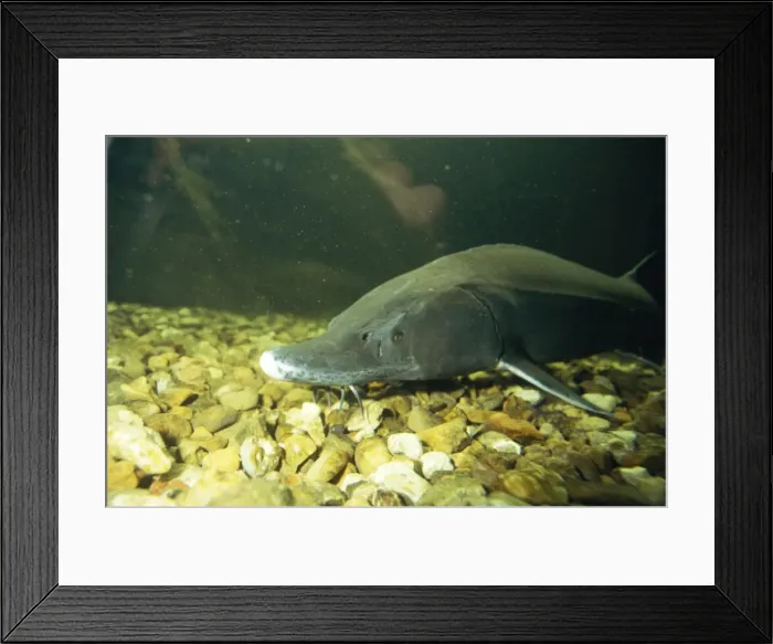 Framed Print : European Sturgeon