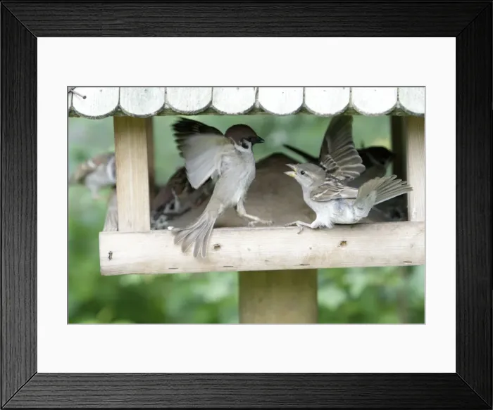 Framed Print : Tree Sparrow and House Sparrow (Passer domesticus) squabbling at feeding station - Lower Saxony - Germany Framed Print : Tree Sparrow and House Sparrow (Passer domesticus) squabbling at feeding station - Lower Saxony - Germany