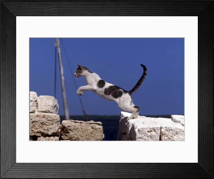 Framed Print : Cat - jumping. Lamu - Kenya - Africa Framed Print : Cat - jumping. Lamu - Kenya - Africa
