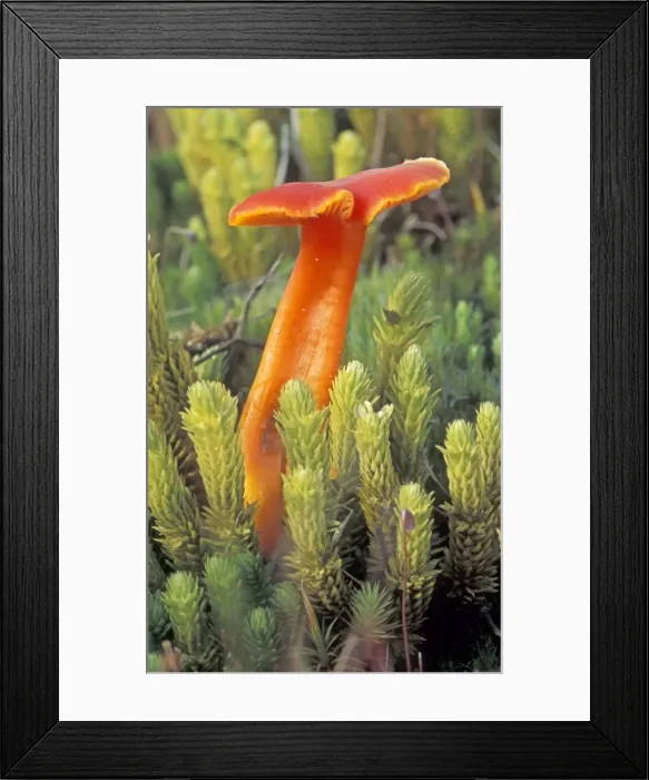 Framed Print : Scarlet Waxcap - First stage of growth - The Netherlands, Flevopolder Framed Print : Scarlet Waxcap - First stage of growth - The Netherlands, Flevopolder