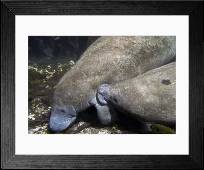 Framed Print : Manatee - cow suckling her calf (the teat is under her flipper where it joins the body) Silver Springs - Florida - USA Framed Print : Manatee - cow suckling her calf (the teat is under her flipper where it joins the body) Silver Springs - Florida - USA