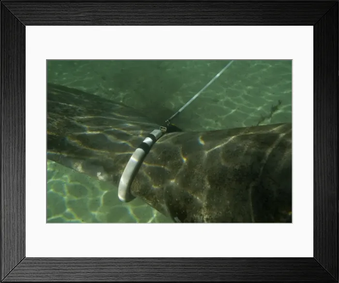 Framed Print : Manatee - huge tag attached to female Manatee - pulls a recording device along the surface of the water so scientists can track her movements - Florida - USA Framed Print : Manatee - huge tag attached to female Manatee - pulls a recording device along the surface of the water so scientists can track her movements - Florida - USA