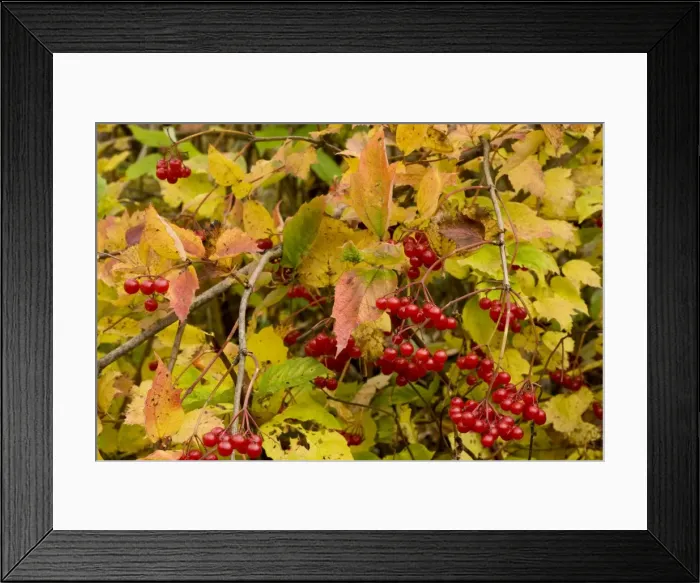 Framed Print : Guelder Rose Viburnum opulus in fruit, Gurghiulu mountains, autumn, Romania Framed Print : Guelder Rose Viburnum opulus in fruit, Gurghiulu mountains, autumn, Romania