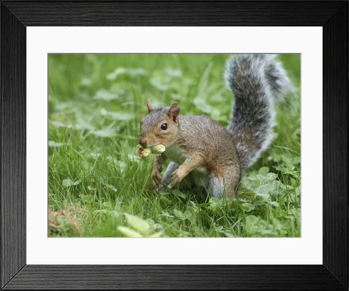 Framed Print : Grey Squirrel - with hazelnuts Framed Print : Grey Squirrel - with hazelnuts